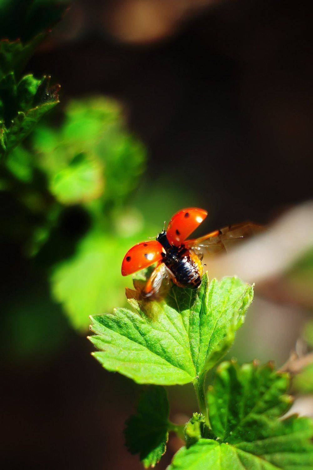 , Юлиана Джус