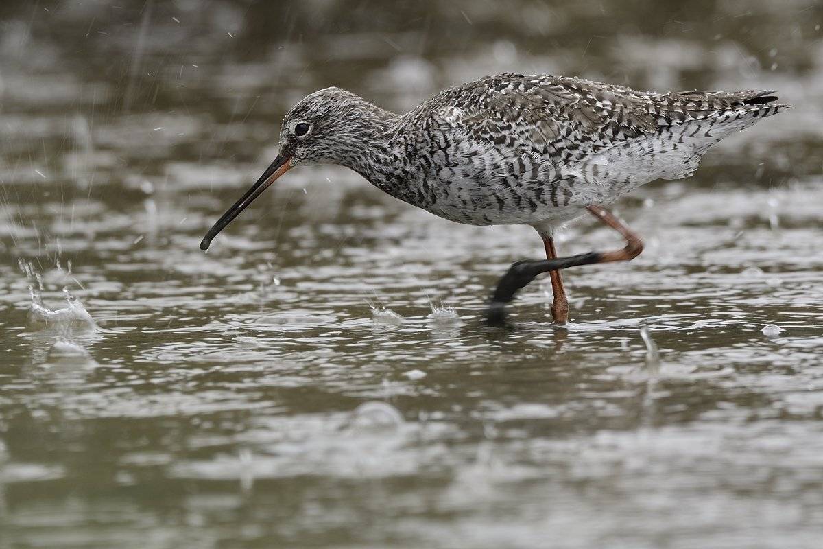 птицы, birds, Jaroslav Mego