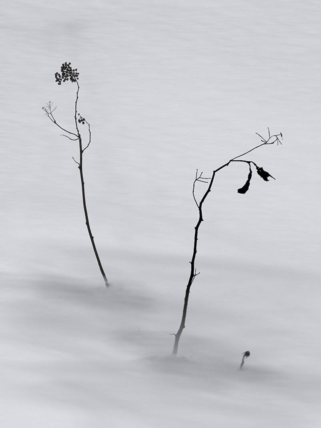 , T. Bondarenko