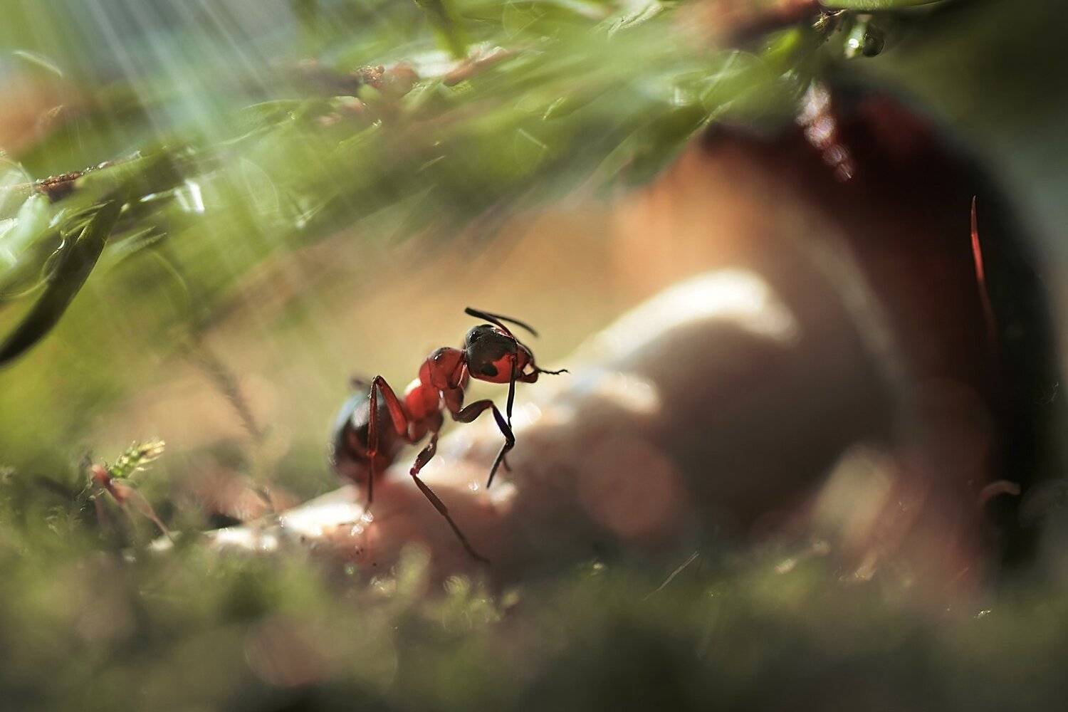 , Лапшина Владлена