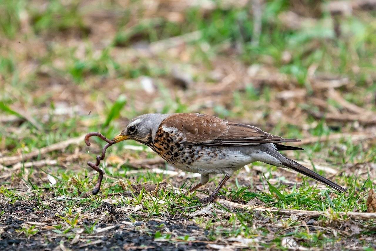 , Константин Дэм