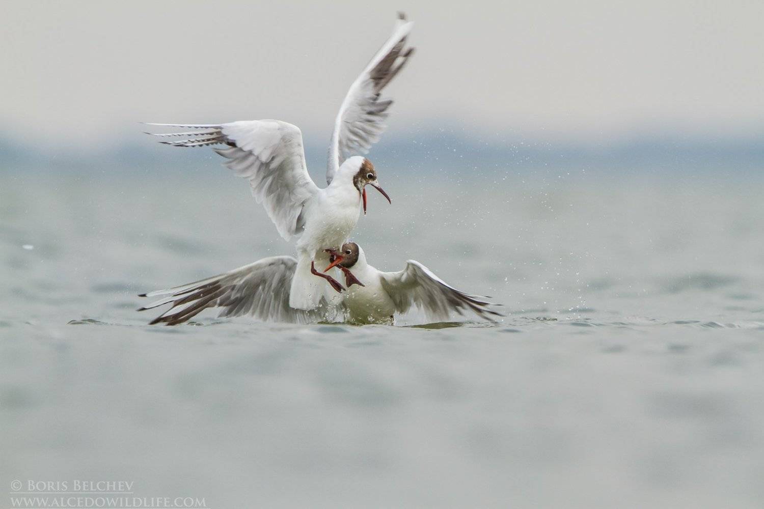 , Борис Белчев