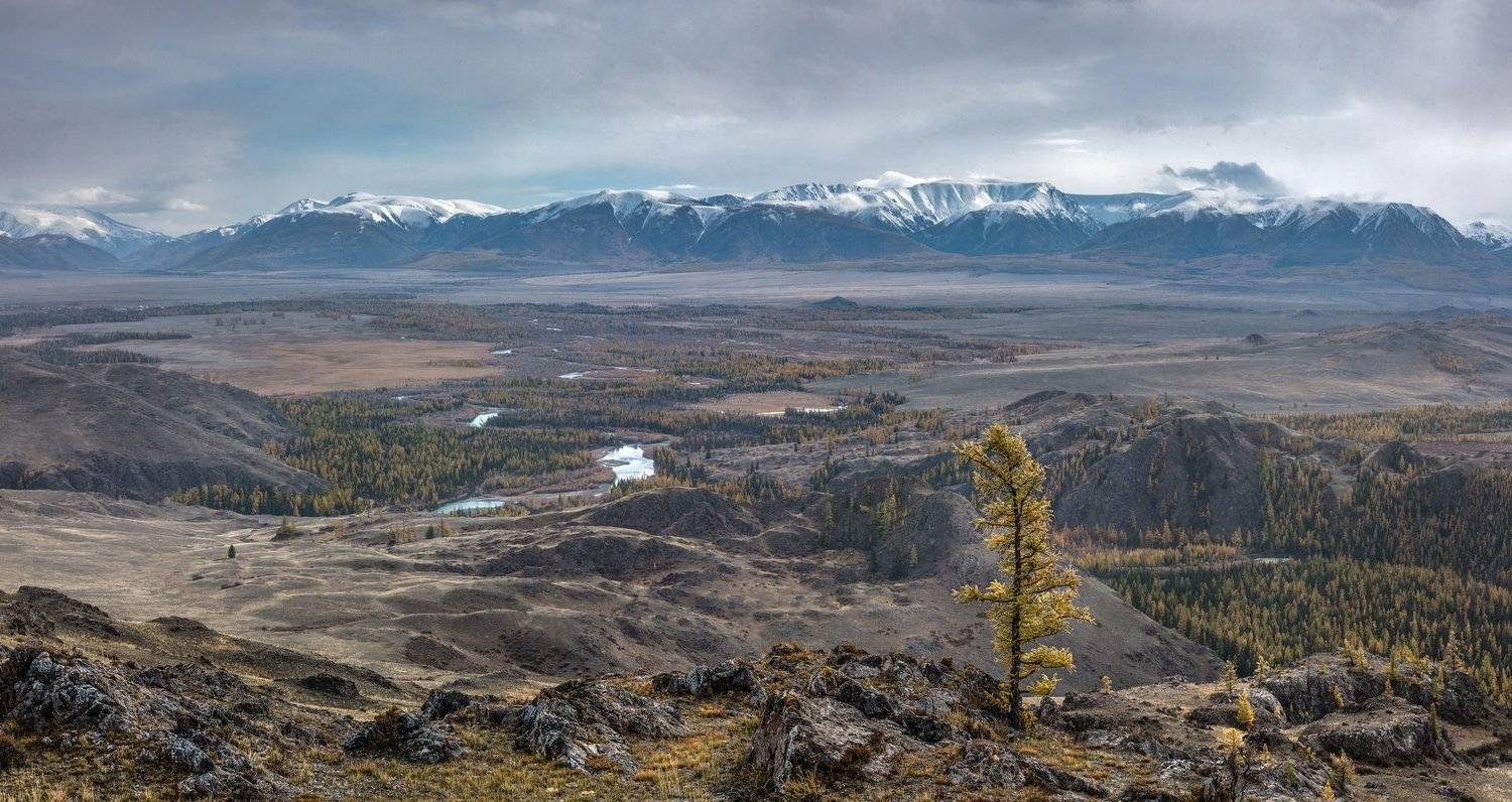 горы, алтай, горный алтай, северо-чуйский хребет, снег, ник васильев, курай, курайская степь, дерево, лиственница, Николай Васильев