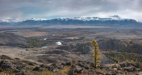 Курай.