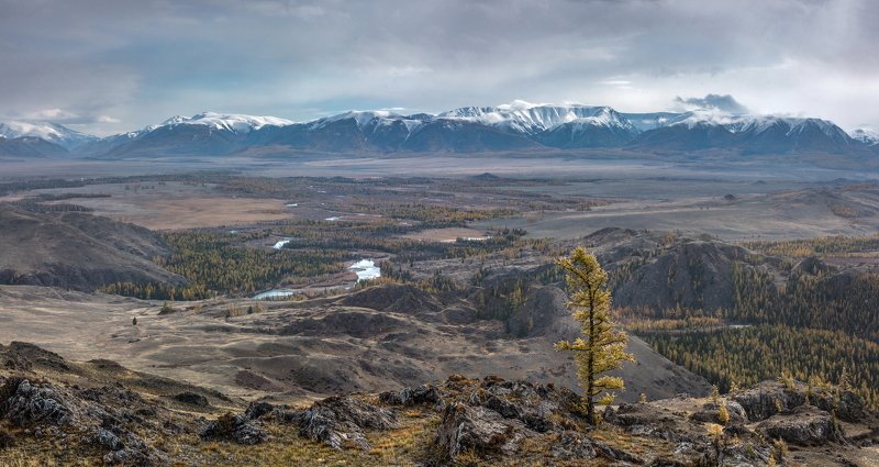 горы, алтай, горный алтай, северо-чуйский хребет, снег, ник васильев, курай, курайская степь, дерево, лиственница Курай. фото превью