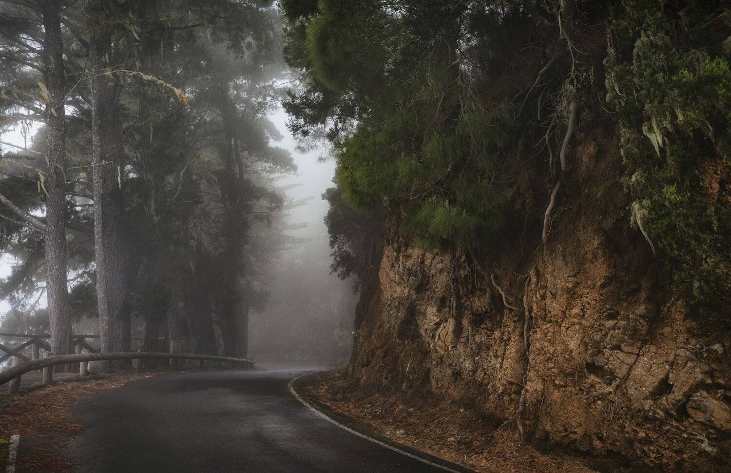 лес, туман, дорога, Александр Безмолитвенный