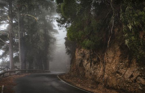 туманный лес