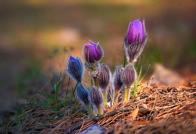 весна, цветы, сон-, трава В вечернем свете фото превью