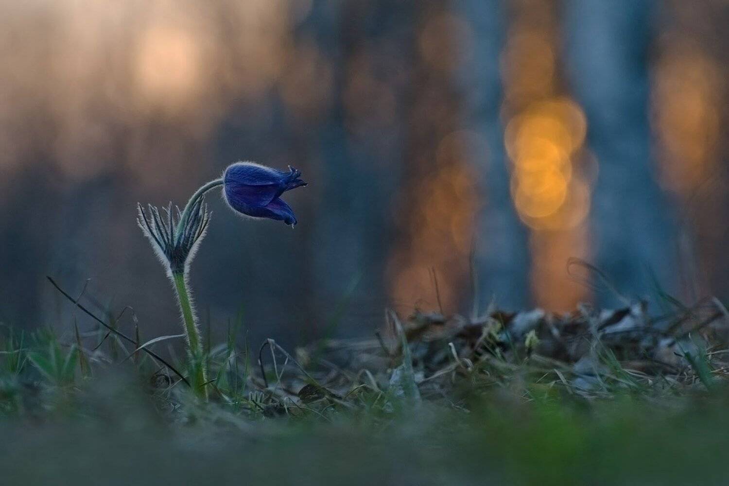 сон - трава, прострел, вечер, весна, закат, природа, Михаил Агеев