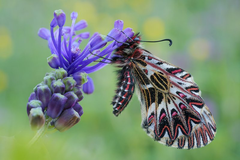zerynthia cassandra фото превью