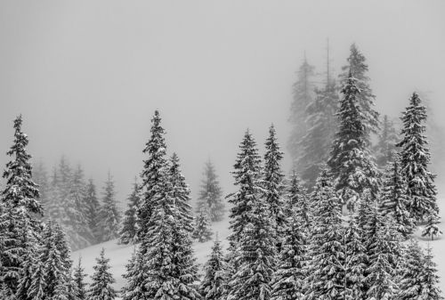 Winter in the Vladeasa Mountains. 