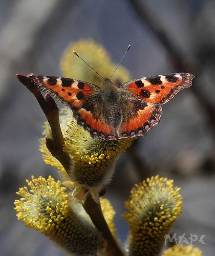 Весна пришла.