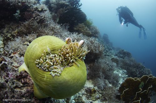 Сладкая парочка