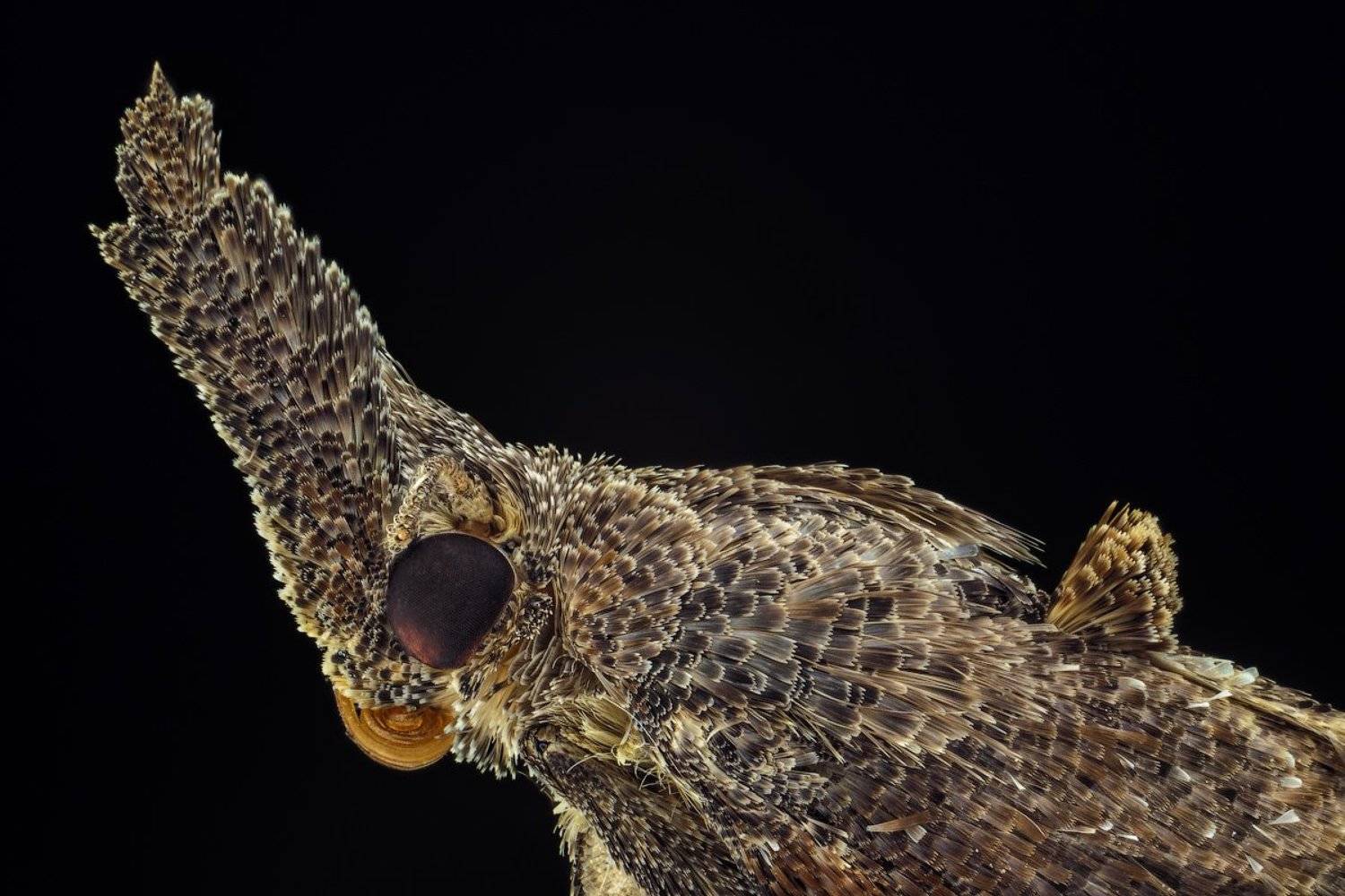 макро, моль, перья, d3100, Сергей Жуковский