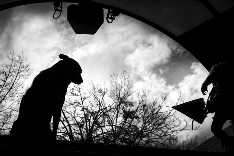 composition, композиция, собака, dog Dog\'s Life фото превью