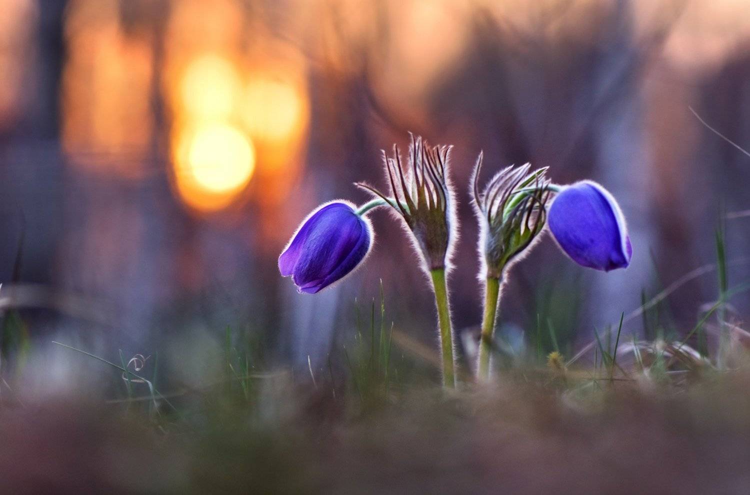 , Макеев Алексей