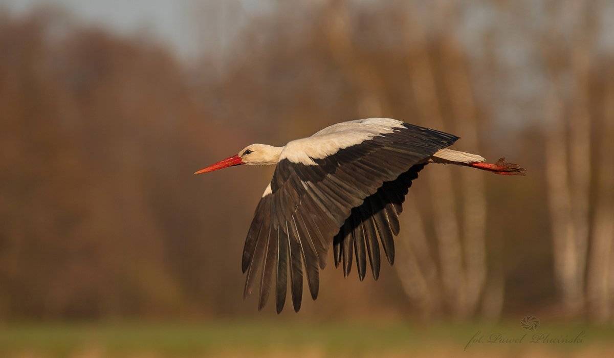 , Pawel Plucinski