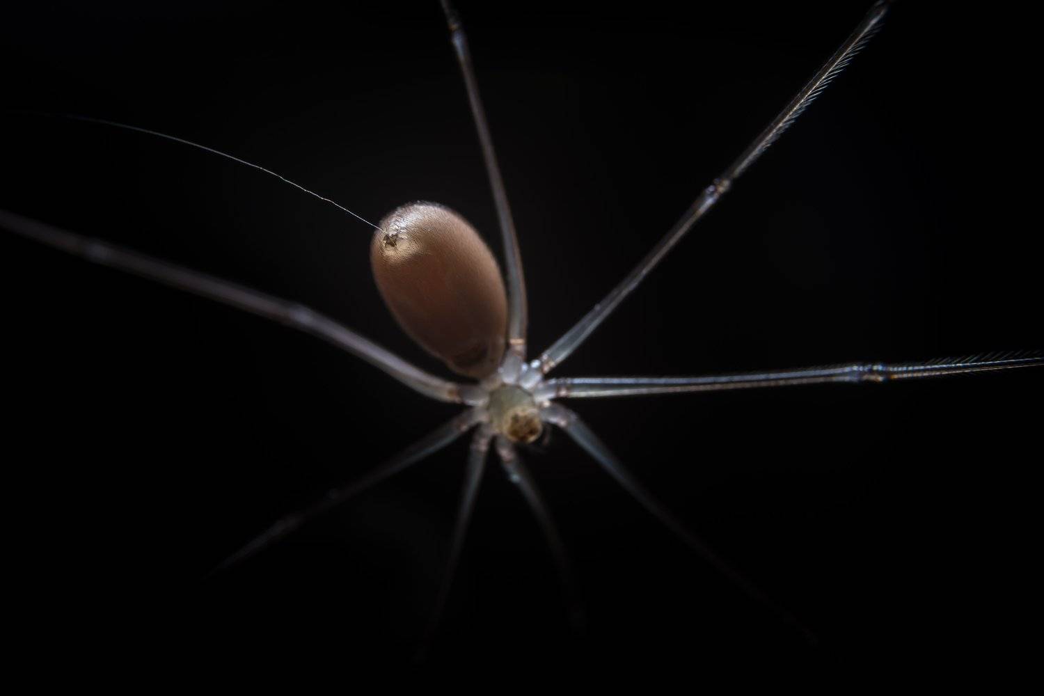 паук, паук долгоножка, паук сенокосец, паутина, Pholcidae, членистоногие, паукообразные, Ксения Соварцева