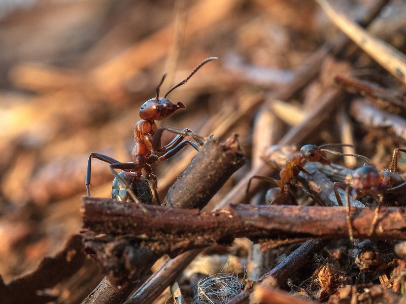 Муравьиная суета фото превью