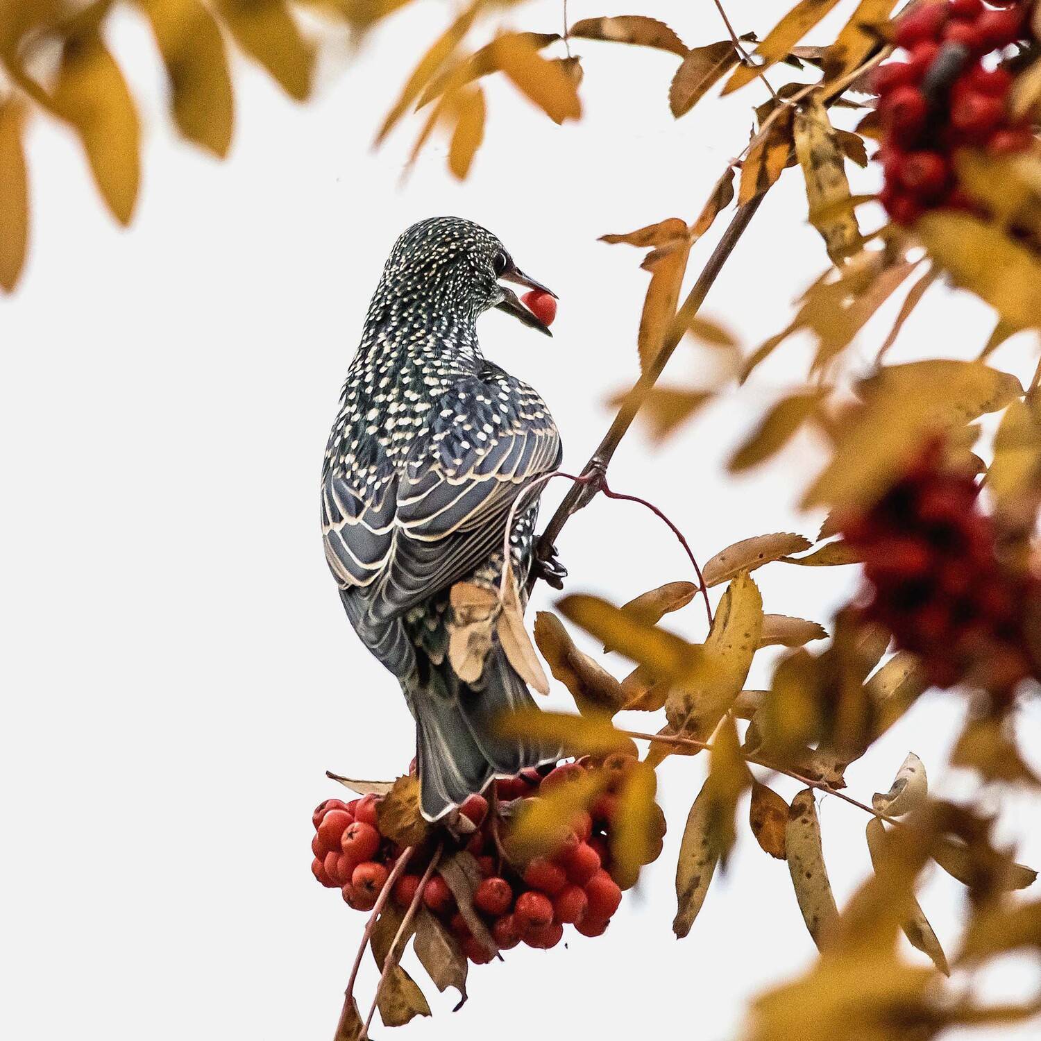 , Михаил Белоусов