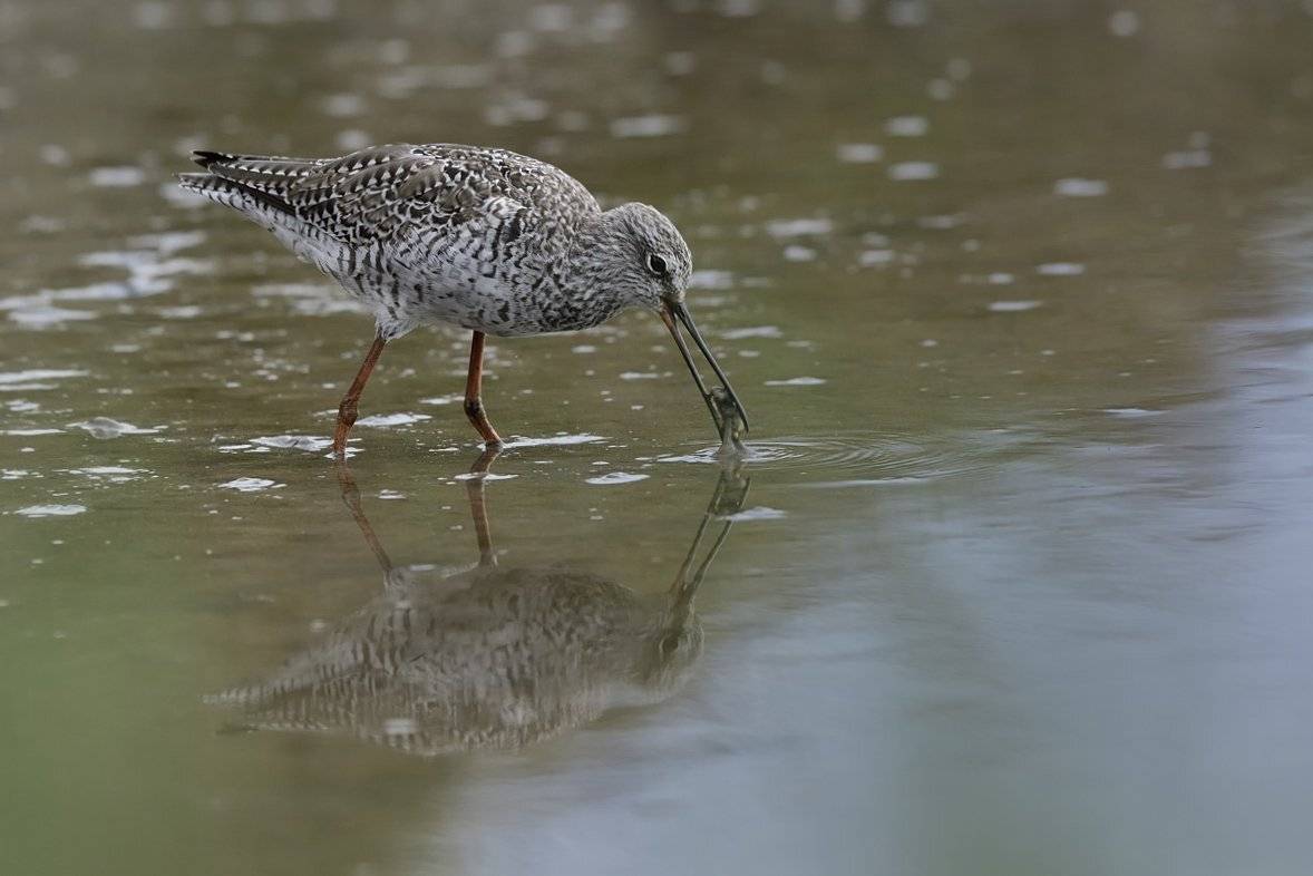 птицы, birds, Jaroslav Mego