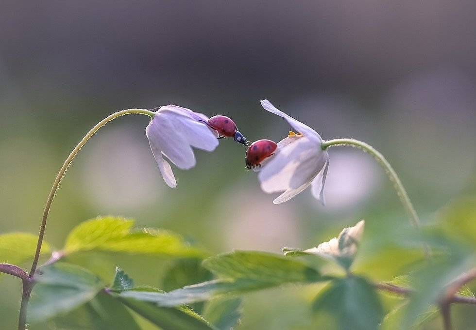 , Вячеслав Мищенко
