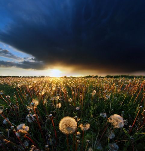 Blowballs field