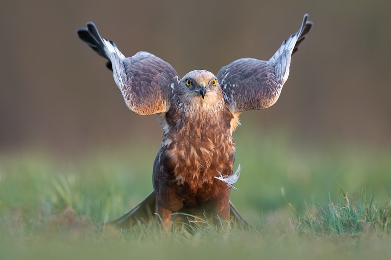Błotniak stawowy