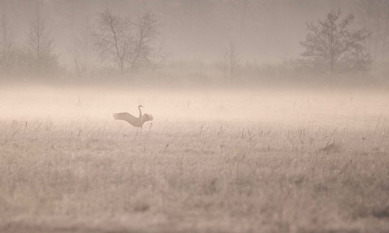 в туман фото превью