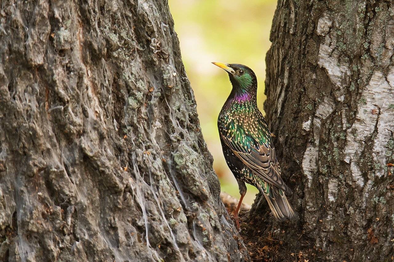 , Валерий Субачев