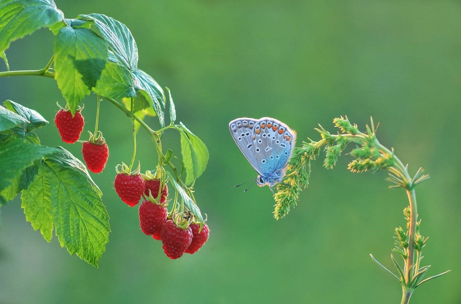 бабочка, малина, закат, природа, Александр Гвоздь
