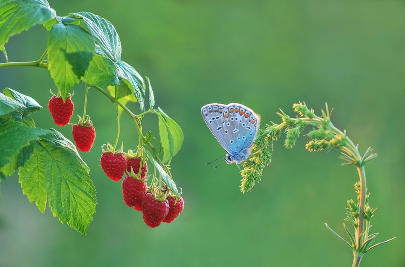 Звала и манила малиновым духом малина... фото превью