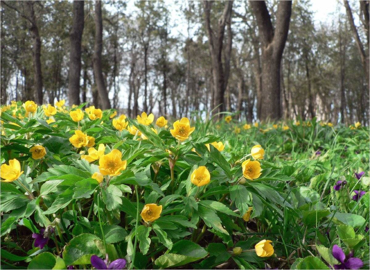 весна, цветы, лес, КарОл