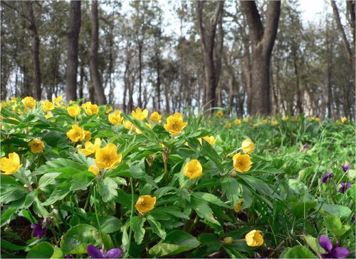 Весенний Ковер