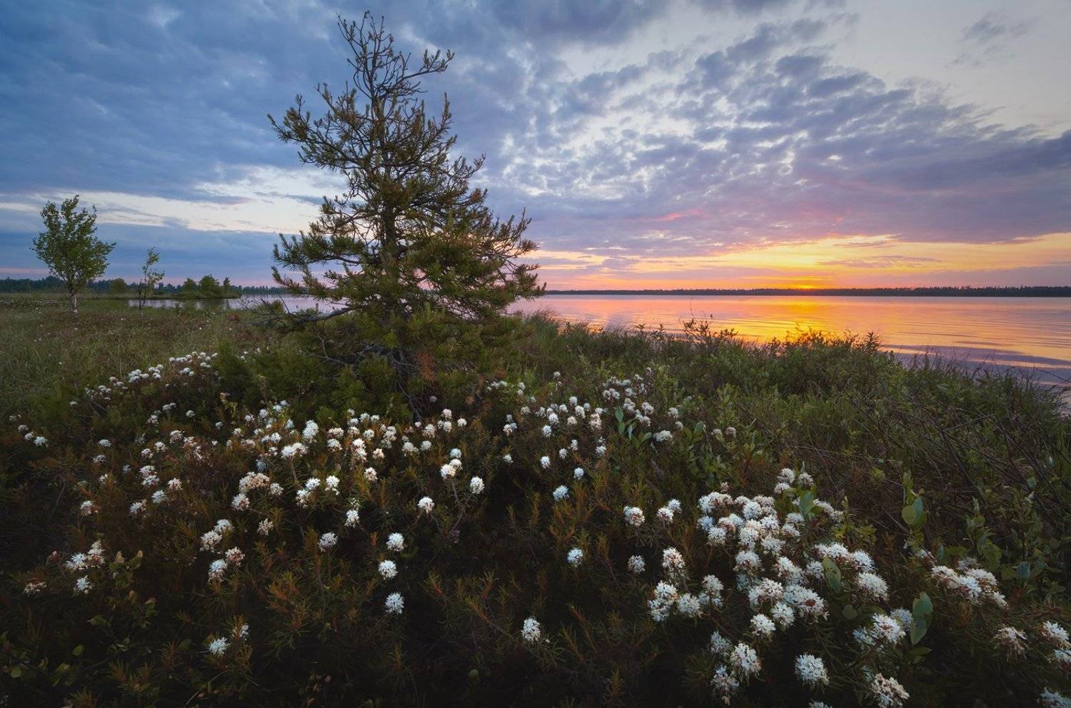болото, фотопроект, багульник, ленобласть, май, Арсений Кашкаров