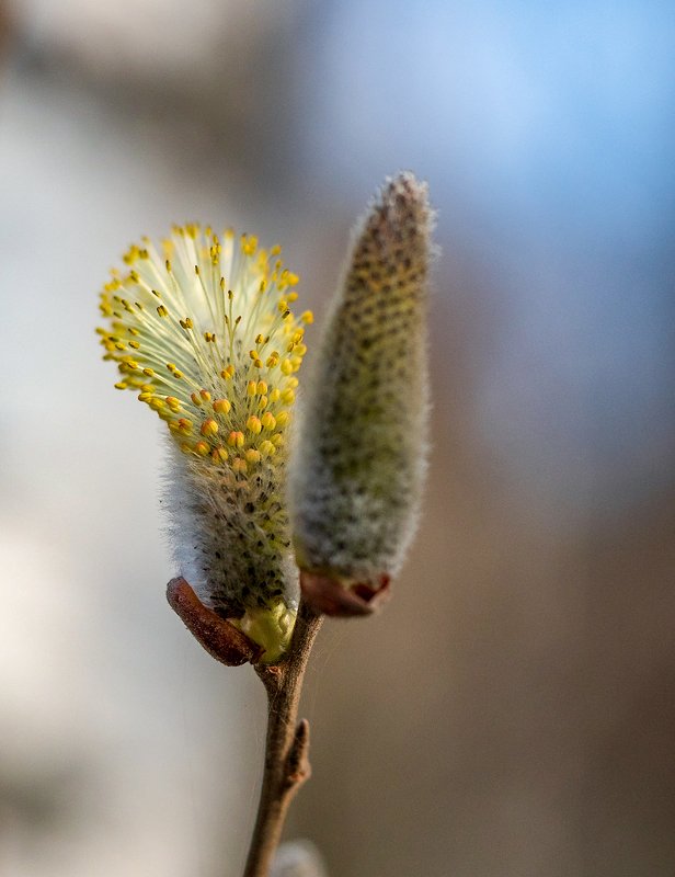 Вербная фото превью