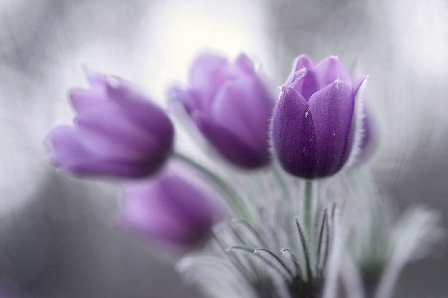 , Иваненко Светлана