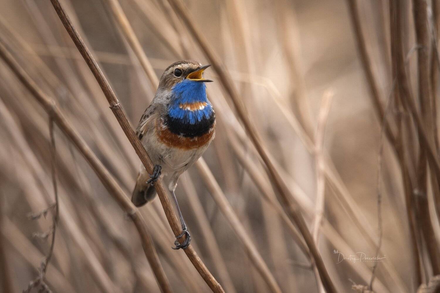 природа, лес, животные, птицы, Дмитрий Посевич