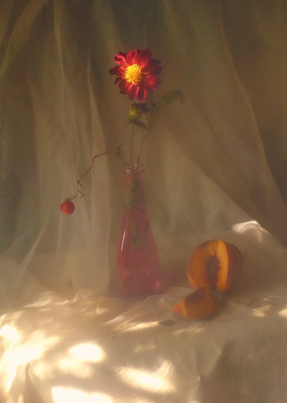 flowers,stillife,light,chrysanthemum chrysanthemum фото превью
