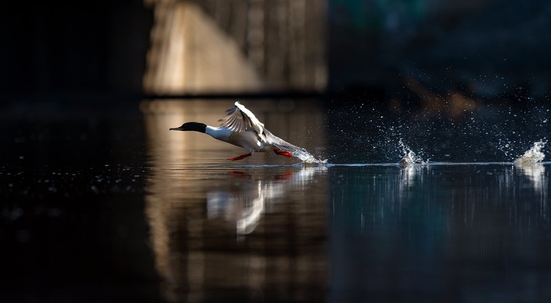 Крохаль на разбеге. фото превью