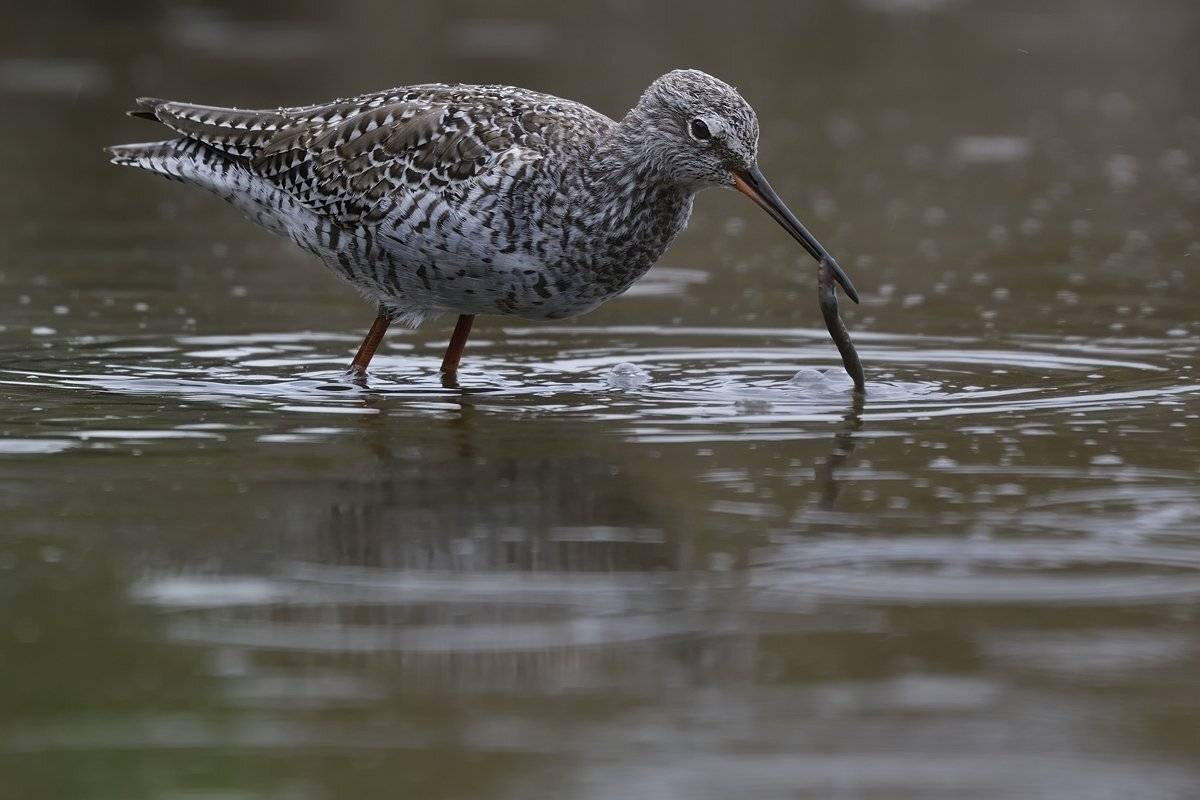 птицы birds, Jaroslav Mego