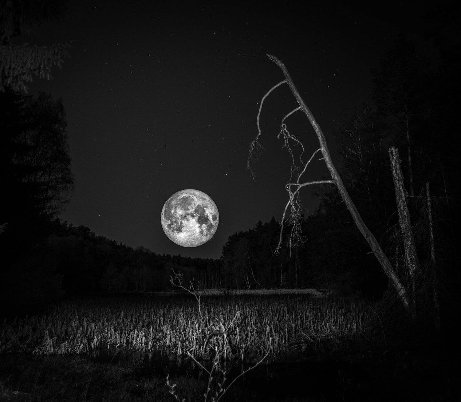 moon, forest, sky, nature, landscape, night, star, light, atmosphere, nikon, springtime, marshland, , Krzysztof Tollas