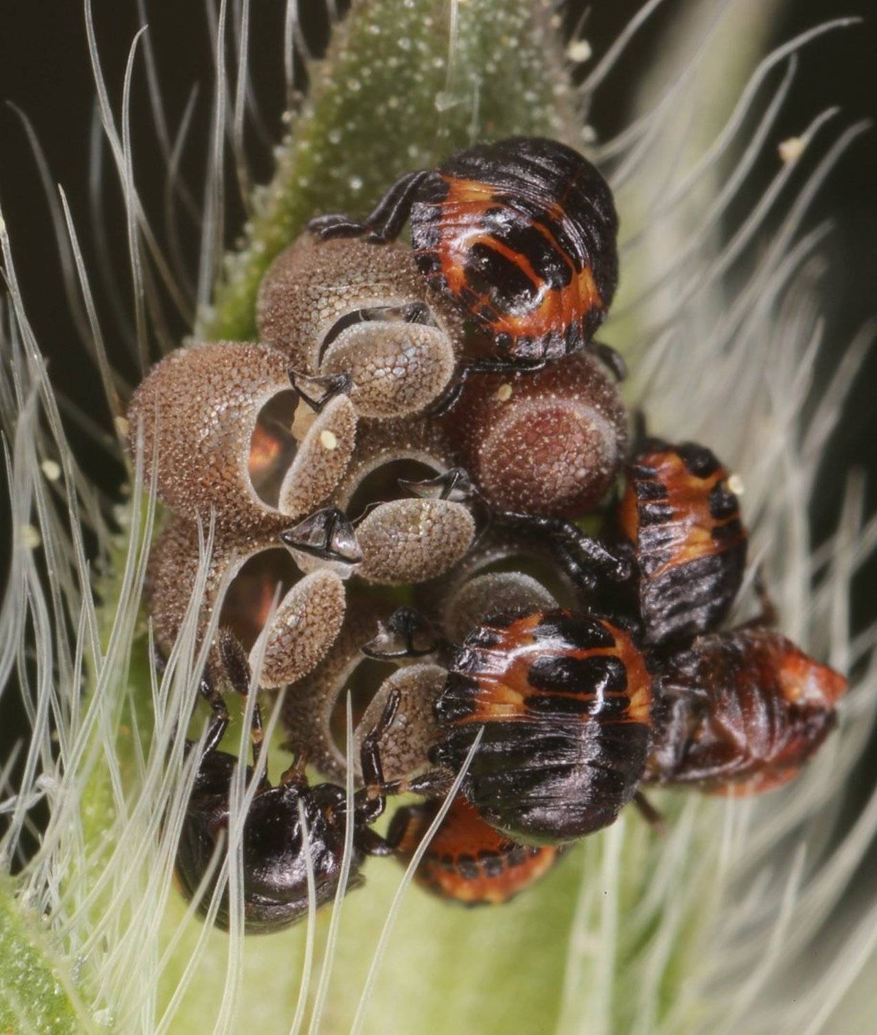 клопы, Александр Зорин