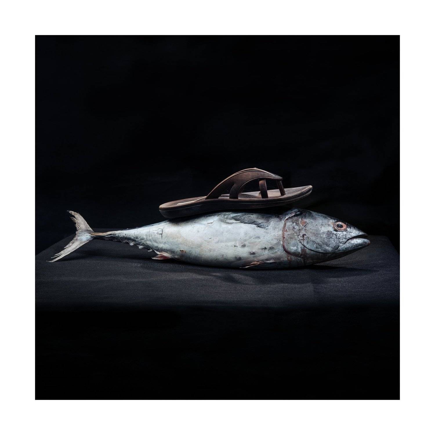 Film, analogue, art, fish, miracles, ironic, series, surrealism, Tomas