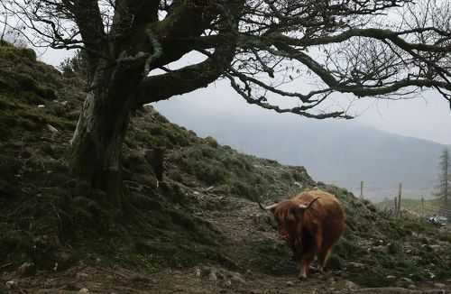 Highland cows
