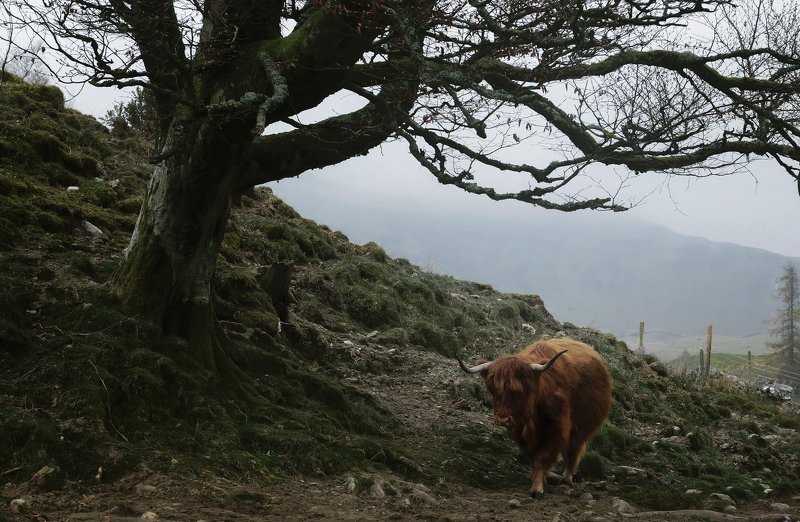 шотландия, пейзаж, туман, коровы, трэвел, путешествие Highland cows фото превью