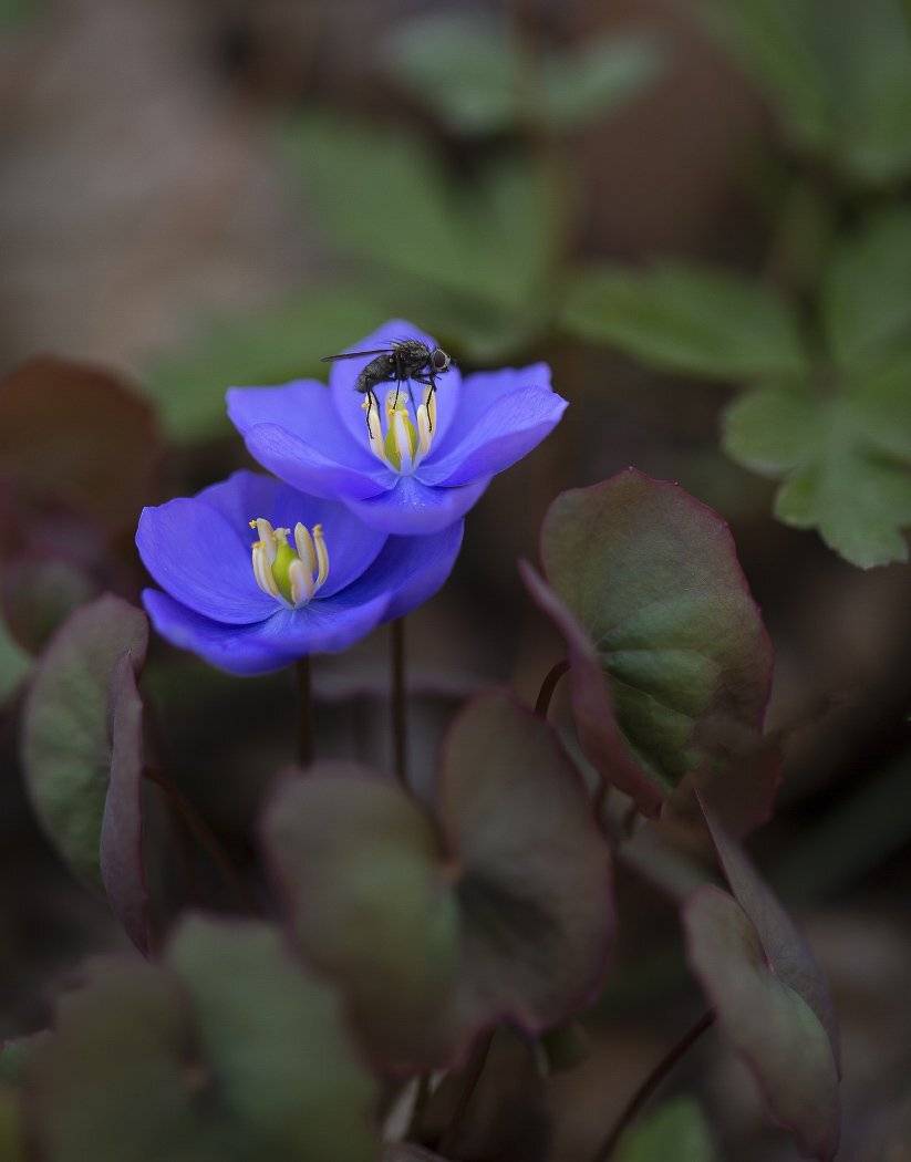 джефферсония, сомнительная, jeffersonia, dubia, приморье, владивосток, апрель, Евгений Слободской