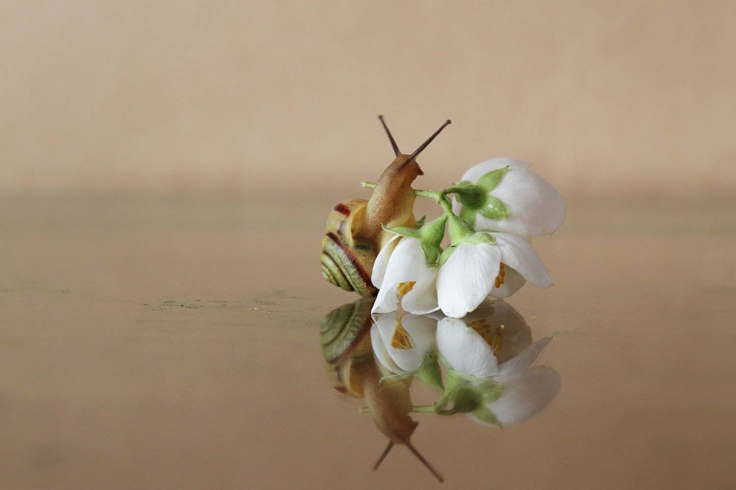 улитка ,  цветок, жасмин, весна, Галина Рябикова-Багузова