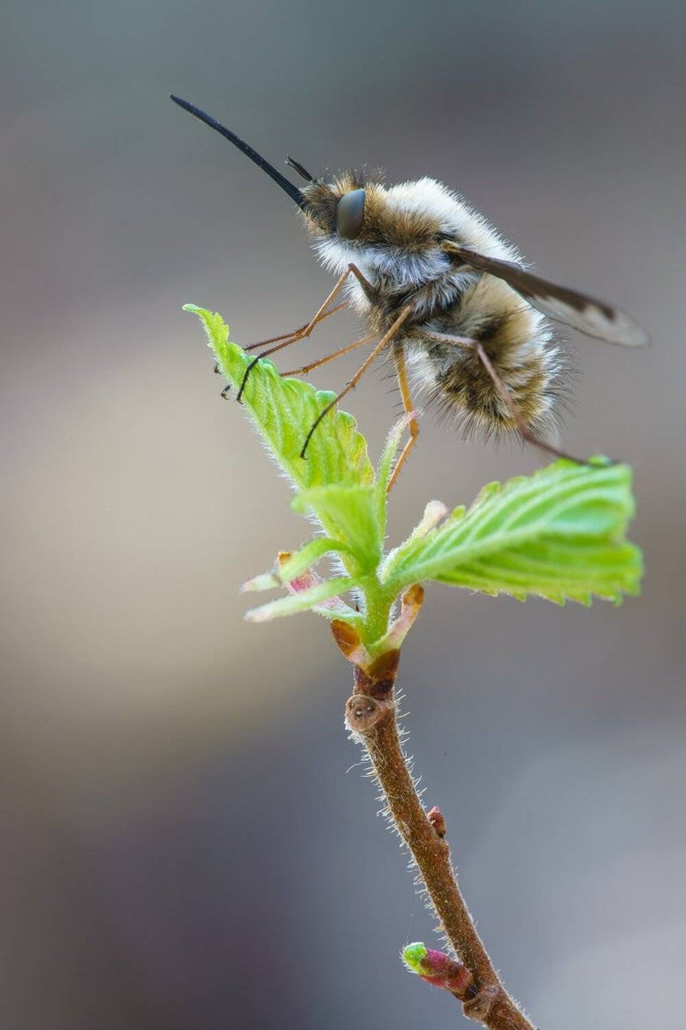 , Кузнецов Дмитрий