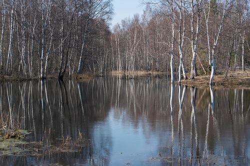 Весна в стране берёзового ситца